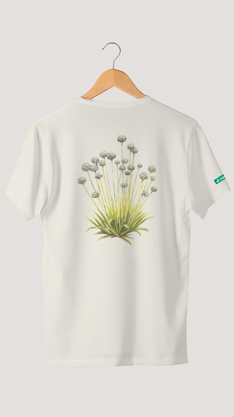 POLYANTHUS | TRADICIONAL
